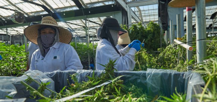 Workers harvesting cannabis in greenhouse; cannabis industry workers concept
